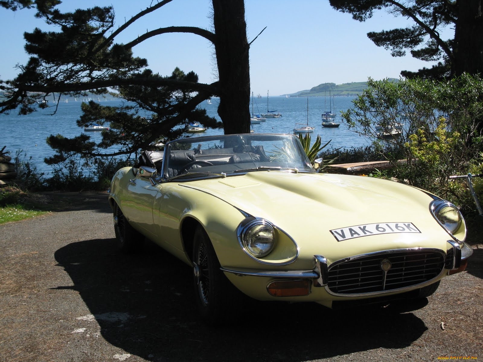 , jaguar, 